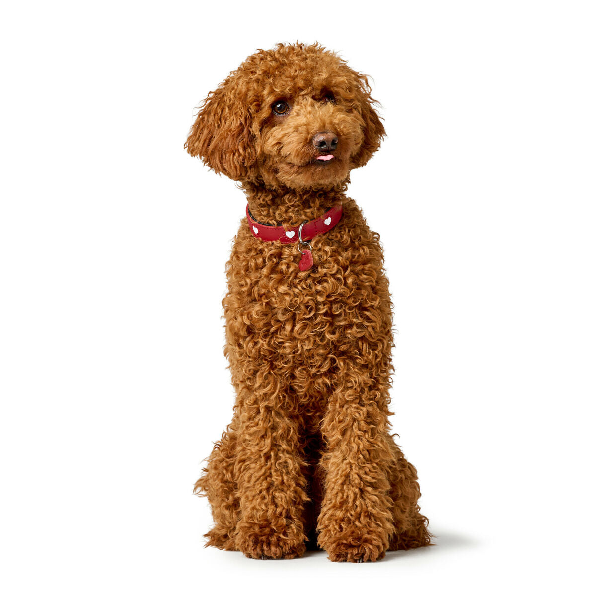 Dog collar Hunter Love Red XS 24-28 cm-1