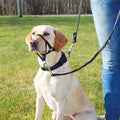 Trixie Top Trainer Anti-Pull Dog Harness – Black