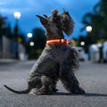 LED Collar for Pets Petlux InnovaGoods-0