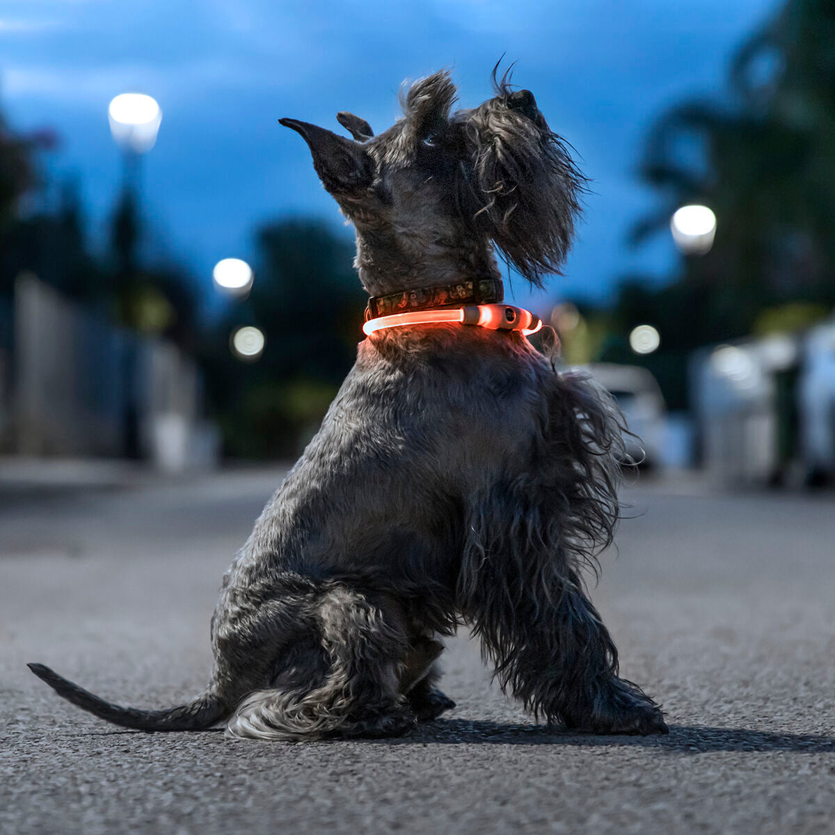 LED Collar for Pets Petlux InnovaGoods-0