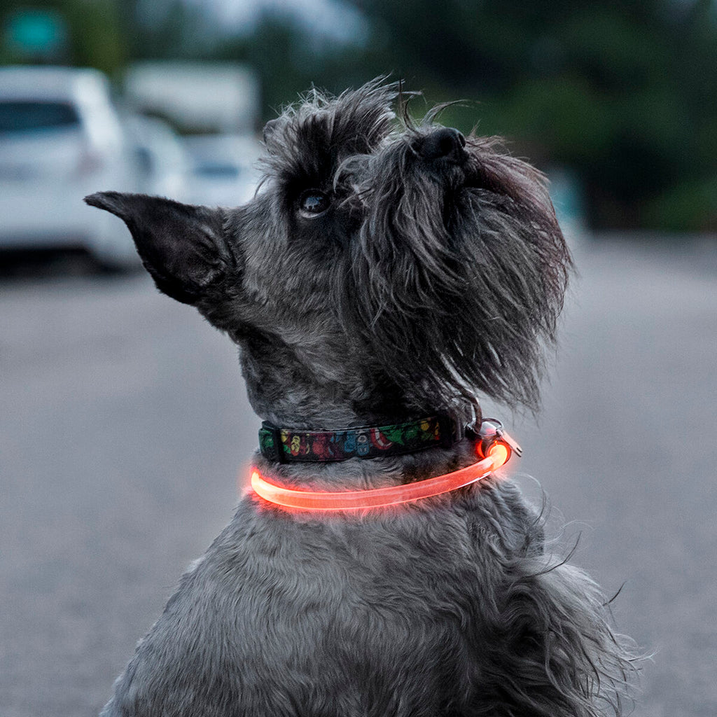 LED Collar for Pets Petlux InnovaGoods-12
