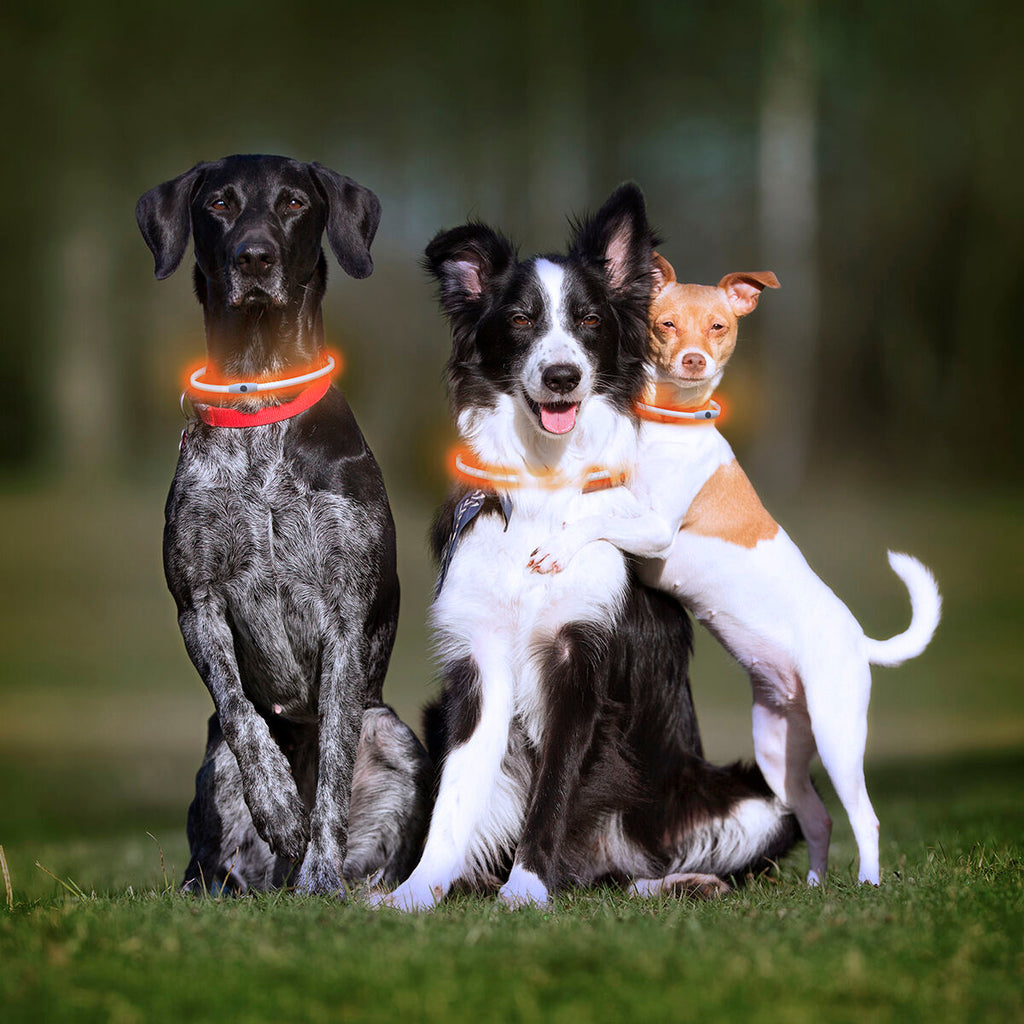 LED Collar for Pets Petlux InnovaGoods-10