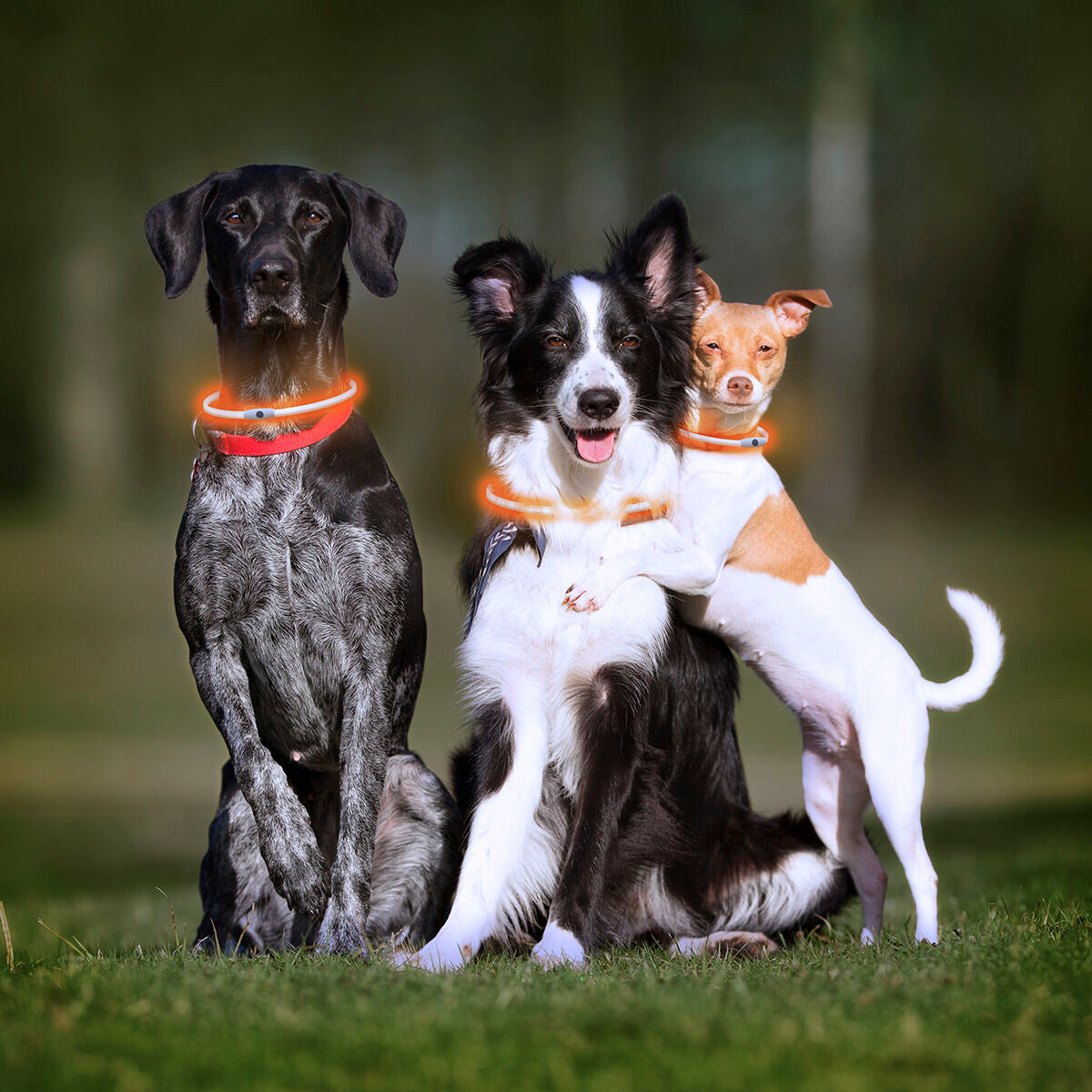LED Collar for Pets Petlux InnovaGoods-10