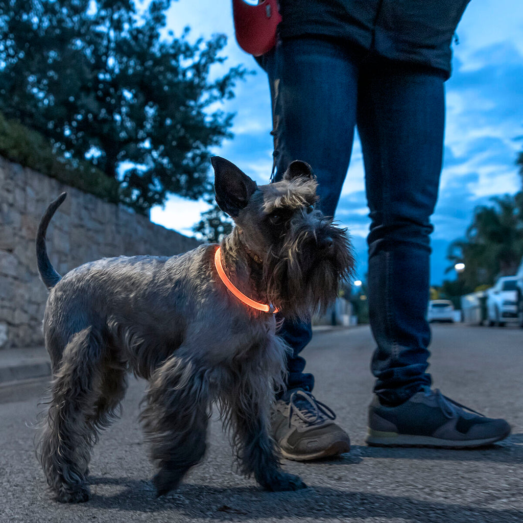 LED Collar for Pets Petlux InnovaGoods-6