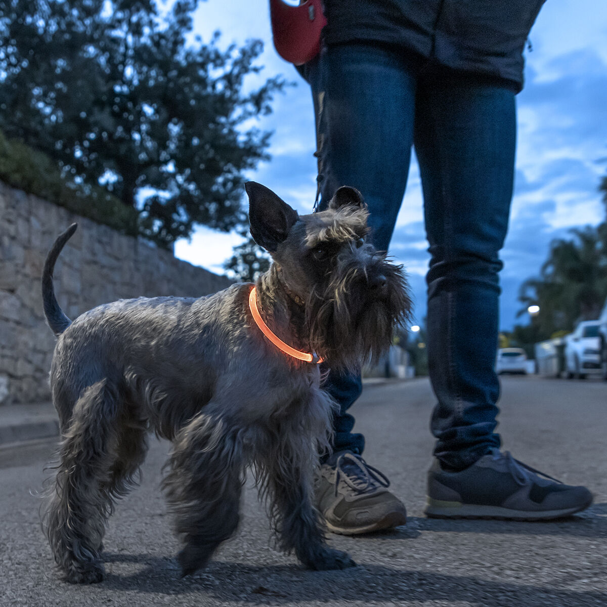 LED Collar for Pets Petlux InnovaGoods-6