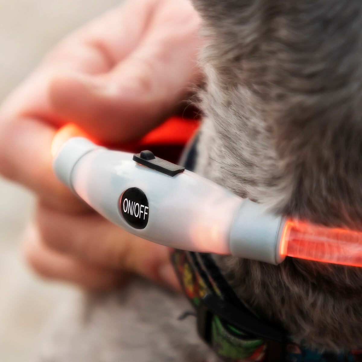 LED Collar for Pets Petlux InnovaGoods-5
