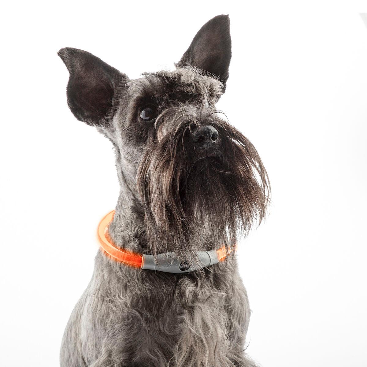 LED Collar for Pets Petlux InnovaGoods-4